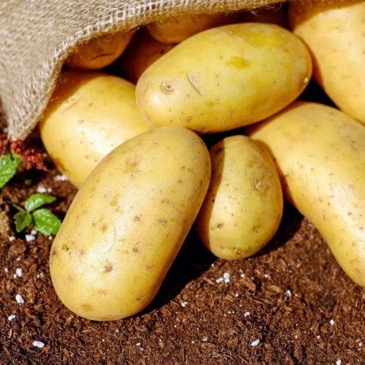 Batata branca com saco de linho e terra