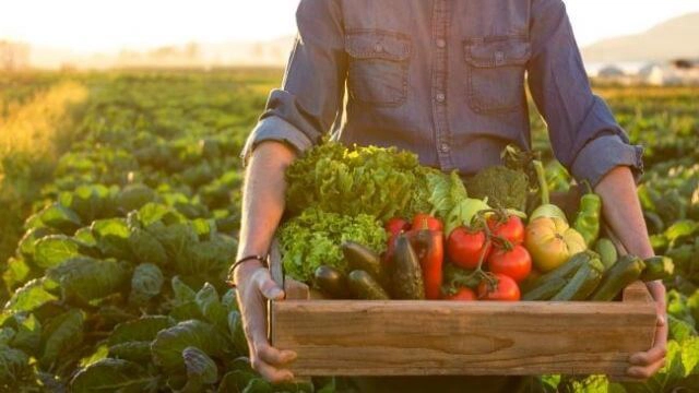 A dieta mediterranica é sustentável para uma alimentação saudável